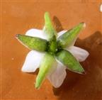  Calyx